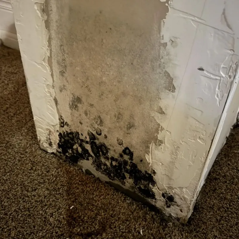 Professional Mold Removal in Groton, CT
